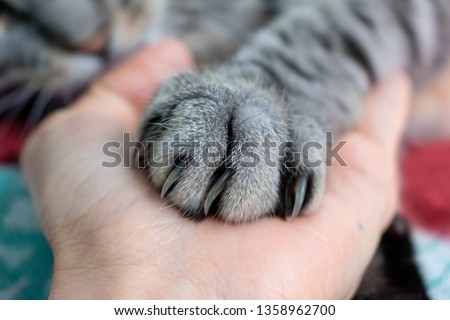 Cute fluffy cat paw on hand. Friendship with a pet. Gray striped cat. Paw with claws. Animal welfare Royalty-Free Stock Photo #1358962700