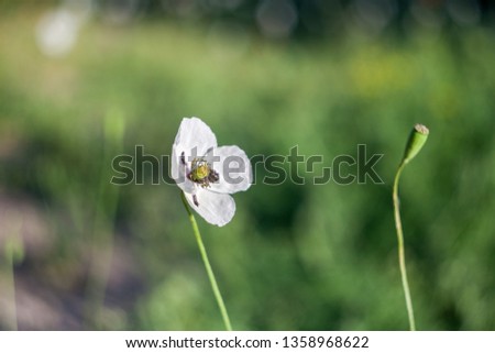 White poppies in field.