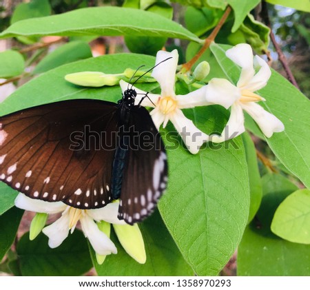 A butterfly and flowers in the morning