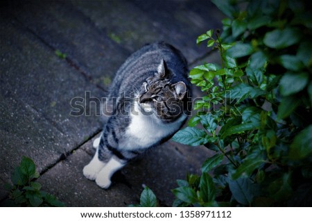picture of a cat in the garden