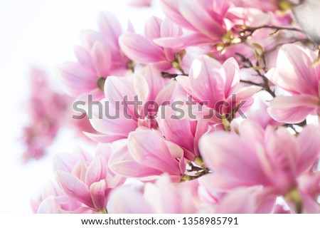 Amazing spring background. Magnolia in a full blossom