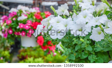 Beautiful cosmos White flowers blooming in garden Royalty-Free Stock Photo #1358992100