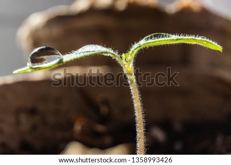 A newly sprung plant sprout on a light background in drops of water. Bright spring photography, suitable for the theme of gardening, planting, floriculture.