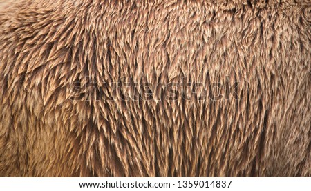 Bear wool. Beautiful striped fur close-up. Texture of red wool.
