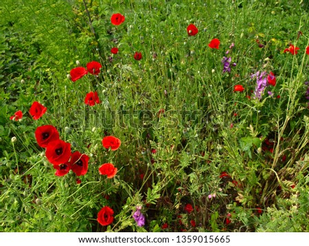 Blossoming red poppies in the country garden. Spring landscape and flower background. Blooming garden with the poppies