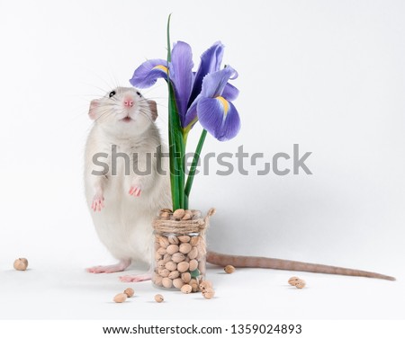 Happy fat light rat Dumbo sitting next to a bouquet of blue irises on a white background. Chinese New Year symbol