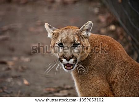 The cougar (Puma concolor), also commonly known by other names including catamount, mountain lion, panther and puma is American native animal. Picture taken in the ZOO. Royalty-Free Stock Photo #1359053102