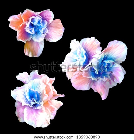 Isolated colorful flowers on the black background