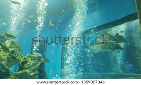 Sea life in tunnel aquarium