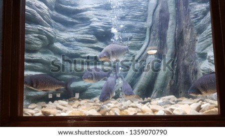 Sea life in aquarium