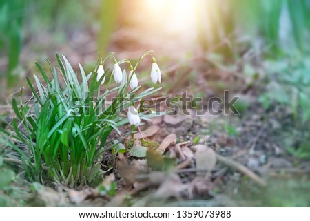 Snowdrops flowers (Galanthus nivalis) in garden, natural background. Gentle white flowers, symbol of early Spring season. april snowdrop day.