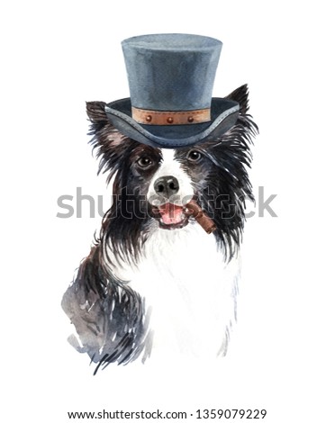 Portrait border collie of a dog. Watercolor hand drawn illustration.Watercolor border collie with Top hat layer path, clipping path isolated on white background.
