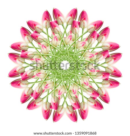 Collage of Pink beautiful tulip flowers on a white background. Holiday spring card. Floral design.