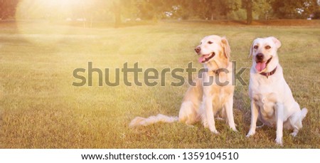WEBSIDE BANNER TWO FUNNY HAPPY DOGS LABRADOR AND GOLDEN RETRIEVER SITTING IN THE GRASS ON SUMMER HEAT.