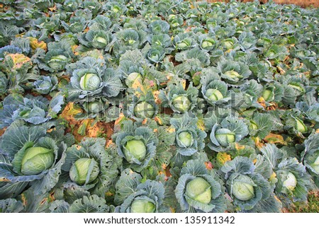 Biggest Cabbage Field in Thailand. Phetchaboon, North of Thailand Royalty-Free Stock Photo #135911342