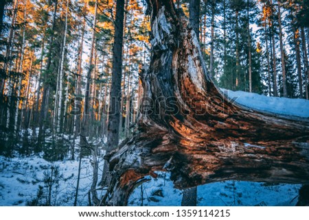 Picture of a bronken wood trunk in the woods during the winter. Evening sun shining on the treetops, shadows across the ground.