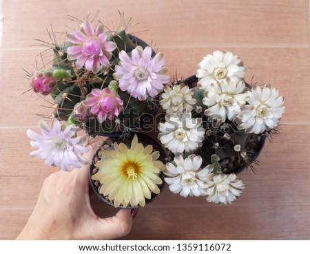 beautiful cacti flowers in bloom background