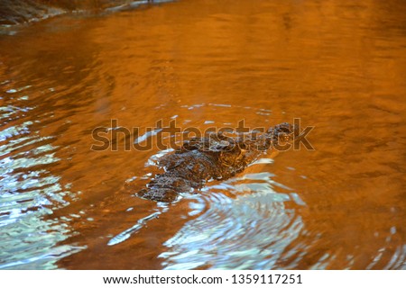 Crocodile swimming in a pool