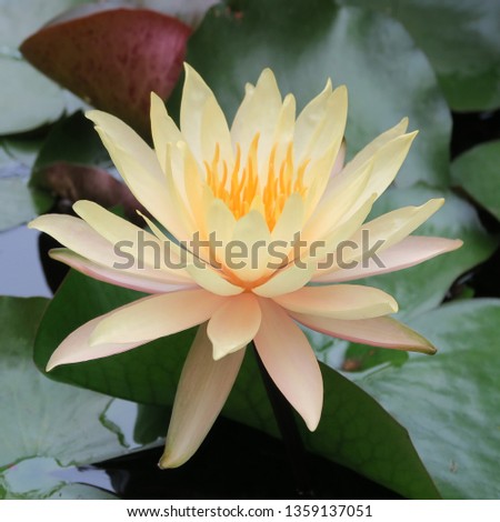 blooming lotus flowers on the water with green leaves
