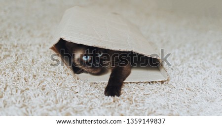 Siamese cat with blue eyes hiding in his house a cardboard box. Funny and playful pet. Hunter for prey. Concept photo.