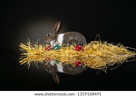 Easter bunny rabbit on the black background. Easter holiday concept. Cute rabbit in hay near dyed eggs. 
Adorable baby rabbit.  Spring and Easter decoration. Cute fluffy rabbit and painted eggs.