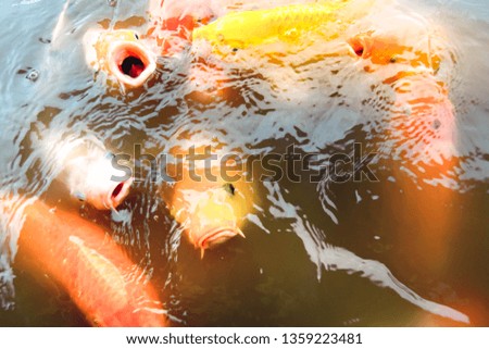 Goldfish swim in the pool against a background of orange water