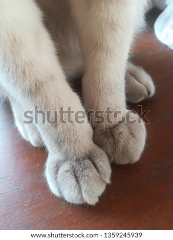 feet of cat