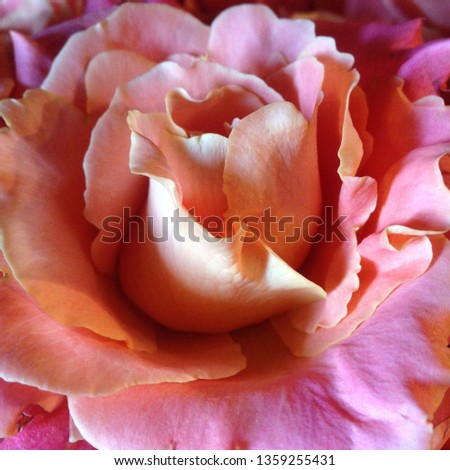 Photo flower bud of a pink rose. Rosebud opened. Beauty Pink Rose with lush petals.
