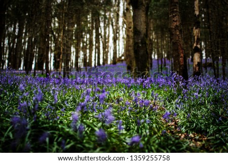 Low down picture of bluebells in wooded area in Ireland 