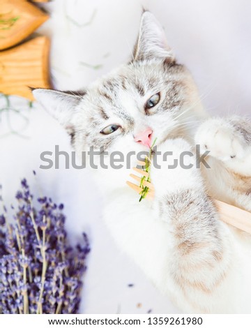 white cat eats grass with an eco wooden fork vertical