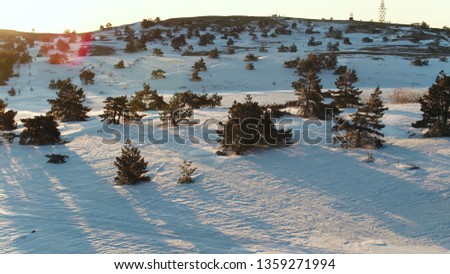 Aerial view over the spectacular slopes of the mountains with spruces. Shot. Winter landscape of pine trees growing on snowy hills in a sunny day.