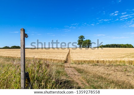 A footpath through a field of wheat on a farm in Sussex, with a blue sky overhead