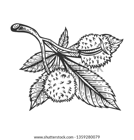 Chestnut tree branch sketch engraving raster illustration. Scratch board style imitation. Hand drawn image.