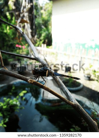 black dragonfly perched on a branch at the edge of the pool