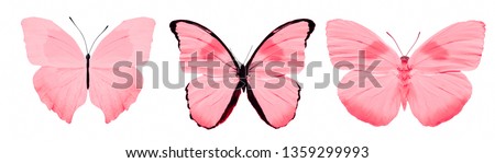  red butterfly. natural insect. isolated on white background