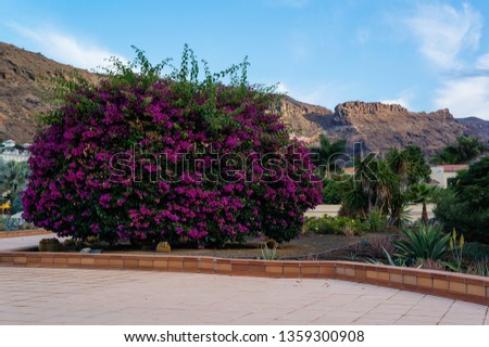 Blooming bush bougainvillea and greenery town street with  volcanic rock on the background. Puerto de Mogan urban gardening. Canary Islands travel photo. Trip over Gran Canaria.