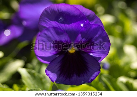 image of a pansy.