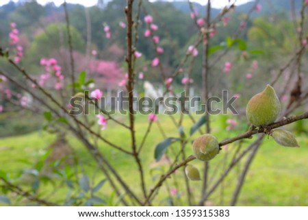 Pink flowers of Peach or Prunus persica, Rosaceae at The Royal Agricultural Station Inthanon, Chiang Mai, Thailand.