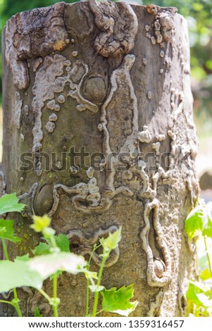 Tree stump with interesting side growth