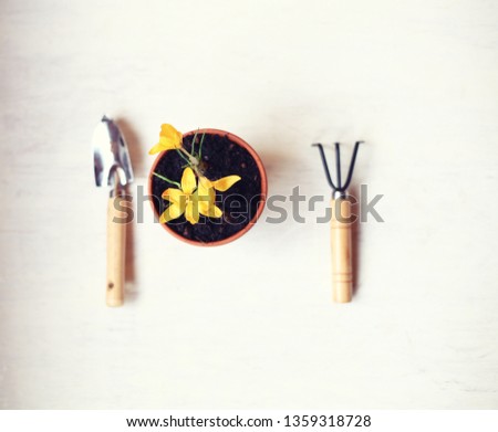 spring/easter background/yellow crocuses in the pot and garden tools on the white background
