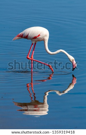 greater flamingo deserts and nature in national parks africa namibia
