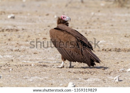 vulture namibia deserts and nature in national parks africa namibia