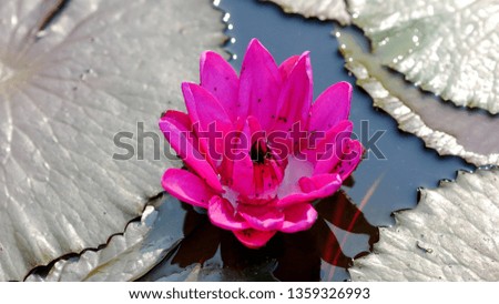Lotus flower in the pool