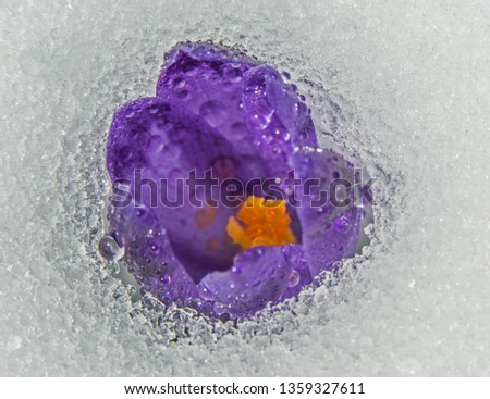 Violet crocus making its way through the snow.