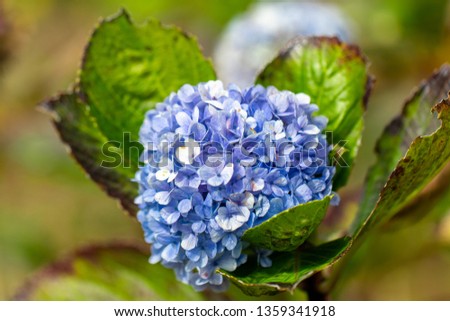 Close up on Mophead Hydrangea growing in the field on the island of Maui