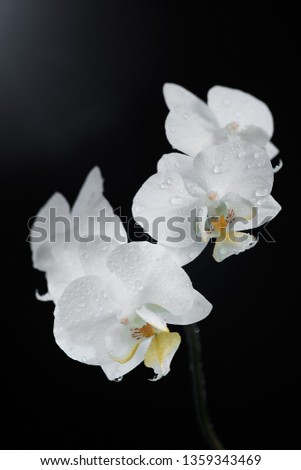 White orchid macro shot isolated on black background