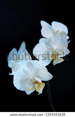 White orchid macro shot isolated on black background. Photo tonted blue.