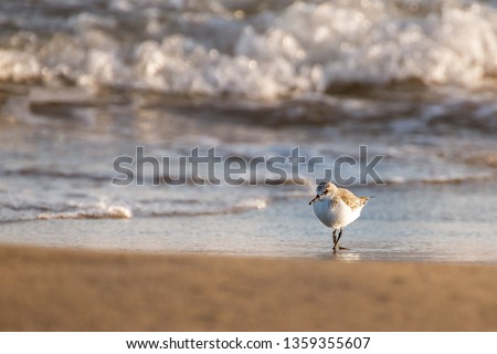 The sanderling (Calidris alba) is a small wading bird that inhabits the polar circle. Small but a long distance flyer, migrates to the south during the winter.