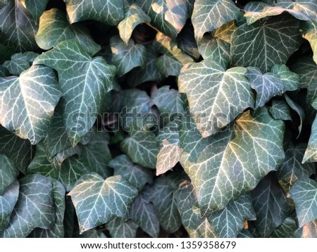 Background from green leaves of ivy. Old ivy leaves close up.
