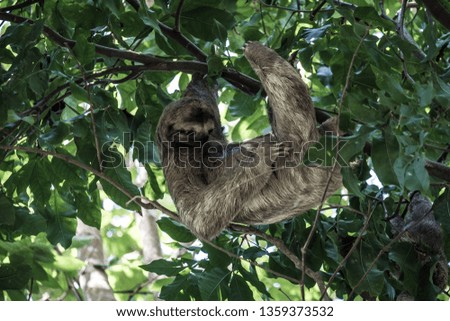 Portrait hanging sloth tree